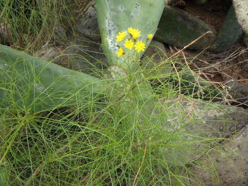 Sonchus capillaris, photographed by Daniel Cahen