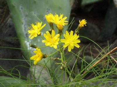 Sonchus capillaris, photographed by Daniel Cahen