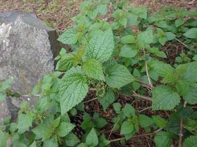 Urtica morifolia, photographed by Daniel Cahen