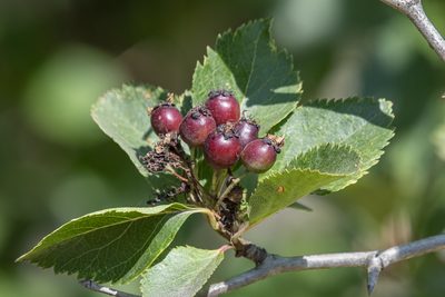 Crataegus douglasii, photographed by David Badke
