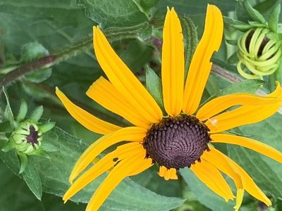 Rudbeckia fulgida, photographed by Healthy Yards