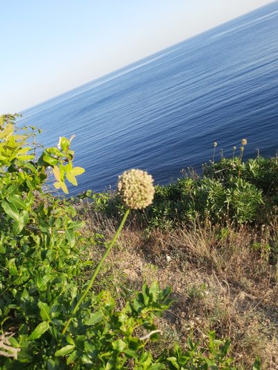 Allium atroviolaceum, photographed by Виктория Билоус