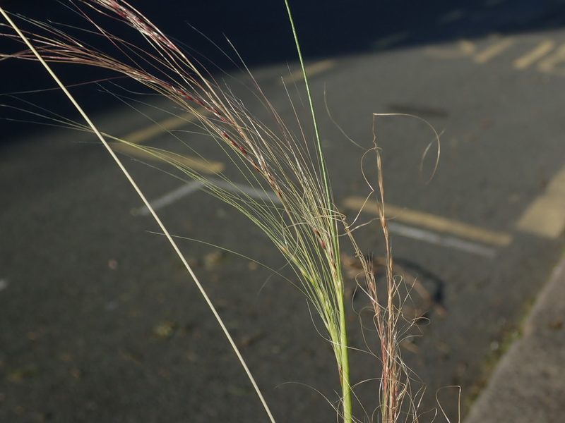Nassella tenuissima, photographed by Daniel Cahen
