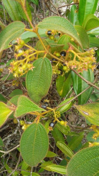Miconia dependens, photographed by Olvin Wilfredo Oyuela