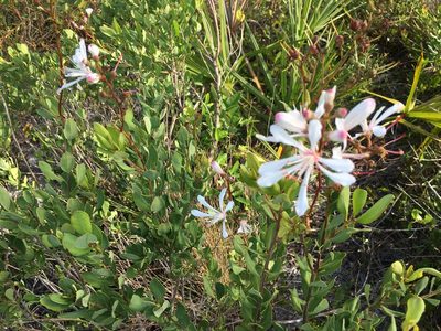 Bejaria racemosa, photographed by Darren Oh