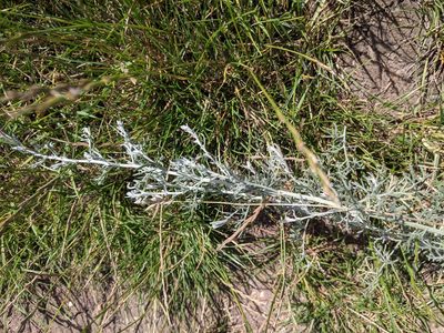 Artemisia maritima, photographed by Piermario Maculan