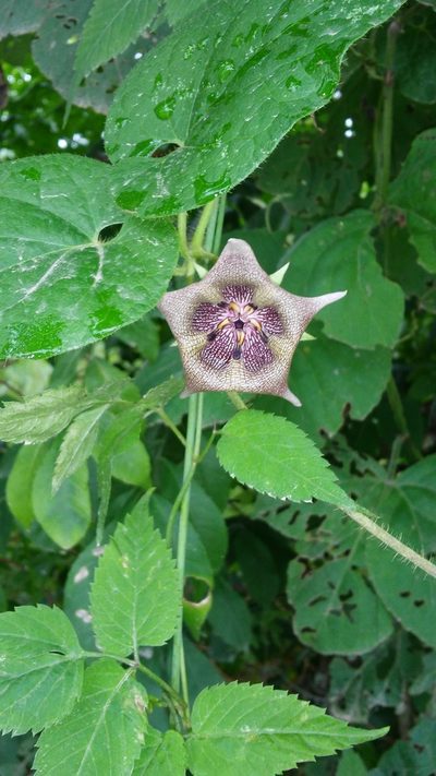 Dictyanthus ceratopetalus, photographed by Olvin Wilfredo Oyuela
