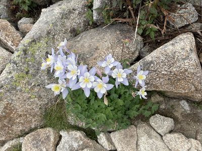 Aquilegia coerulea, photographed by Christine Laney