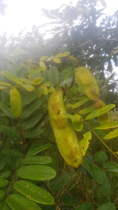 Lonchocarpus rugosus, photographed by Olvin Wilfredo Oyuela