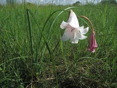 Crinum carolo-schmidtii, photographed by Robert Taylor