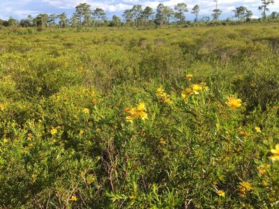 Hypericum fasciculatum, photographed by Darren Oh