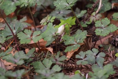 Oxalis nipponica, photographed by harum.koh