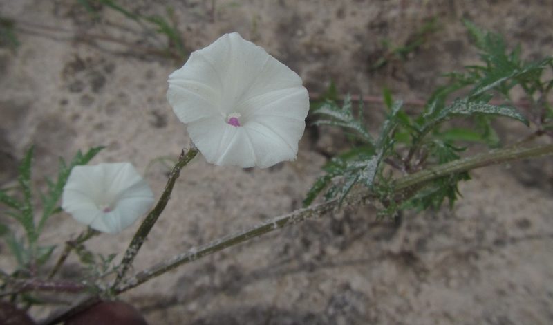 Ipomoea coptica, photographed by Robert Taylor