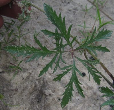 Ipomoea coptica, photographed by Robert Taylor