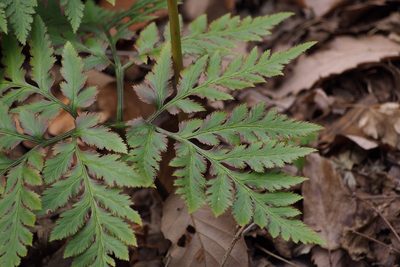 Sceptridium japonicum, photographed by harum.koh