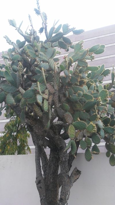 Opuntia lutea, photographed by Olvin Wilfredo Oyuela