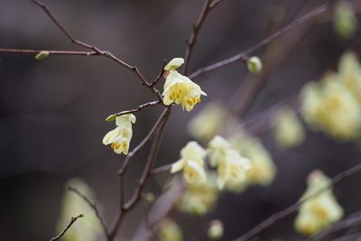 Corylopsis pauciflora, photographed by harum.koh