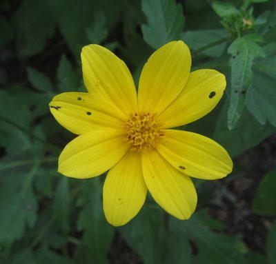Bidens schimperi, photographed by Robert Taylor