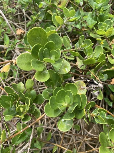 Scaevola coriacea, photographed by Scott Loarie