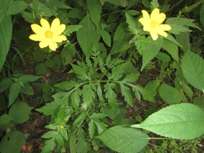 Bidens schimperi, photographed by Robert Taylor