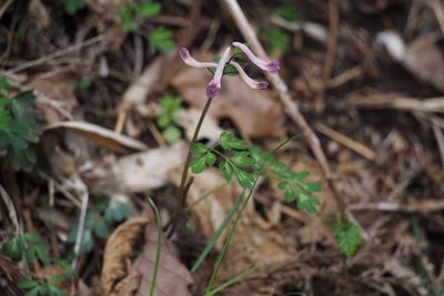 Corydalis decumbens, photographed by harum.koh
