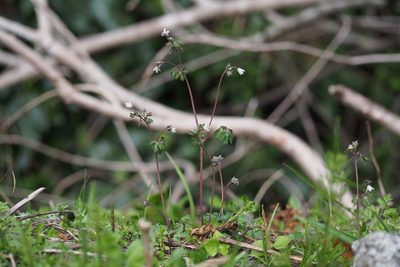 Semiaquilegia adoxoides, photographed by harum.koh