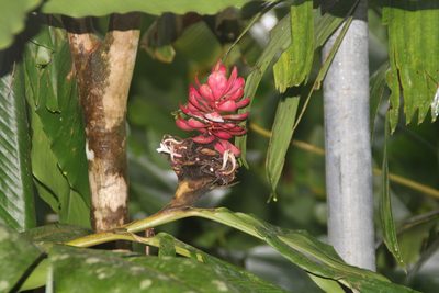 Alpinia purpurata, photographed by Mark O'Brien