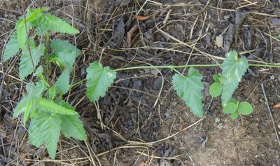 Tragia urticifolia, photographed by saltyhiker