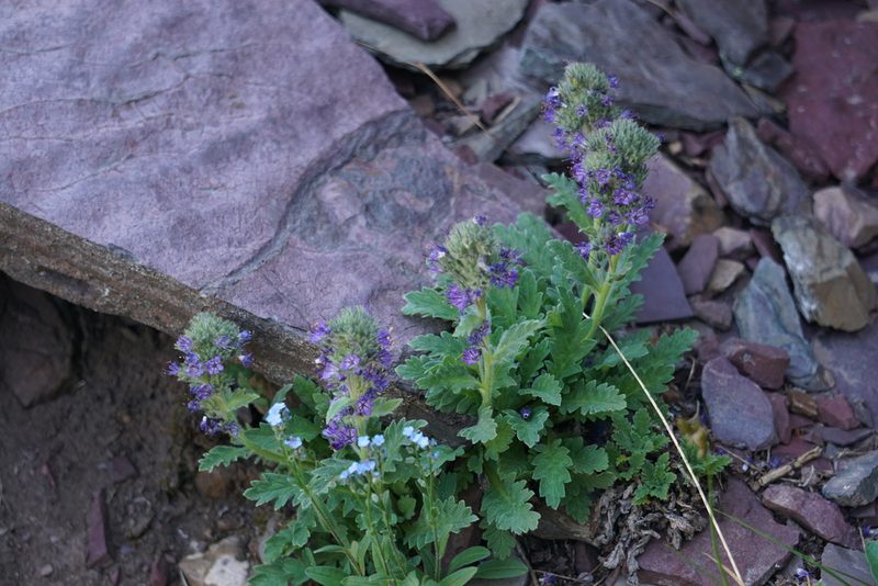 Phacelia lyallii, photographed by Spencer Quayle