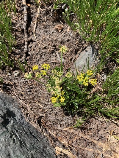 Lomatium sandbergii, photographed by Spencer Quayle