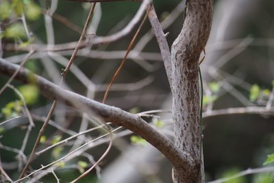 Lindera umbellata, photographed by harum.koh