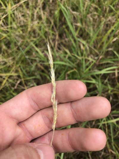 Bothriochloa longipaniculata, photographed by John Kees