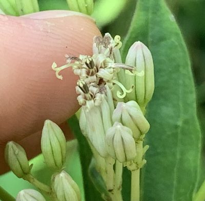 Arnoglossum atriplicifolium, photographed by natalie
