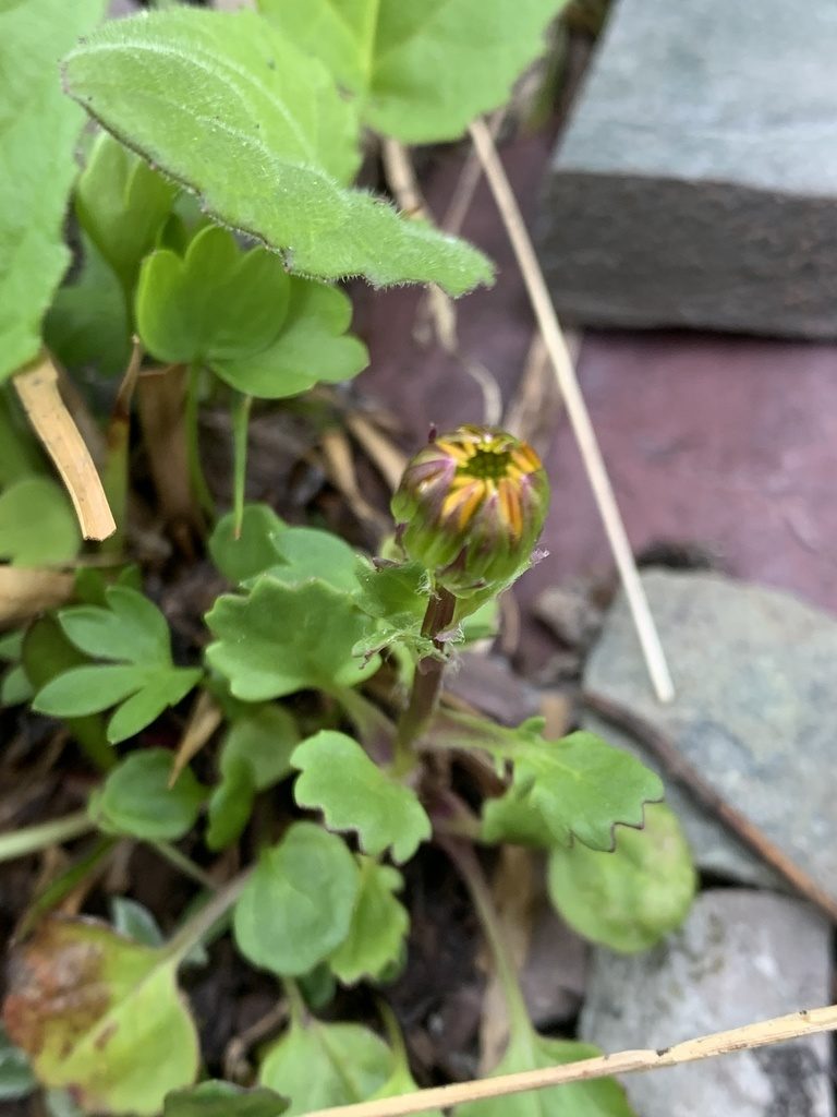 Packera contermina, photographed by Spencer Quayle