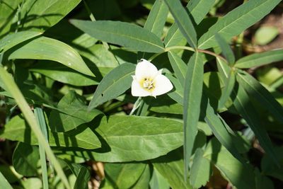 Calochortus apiculatus