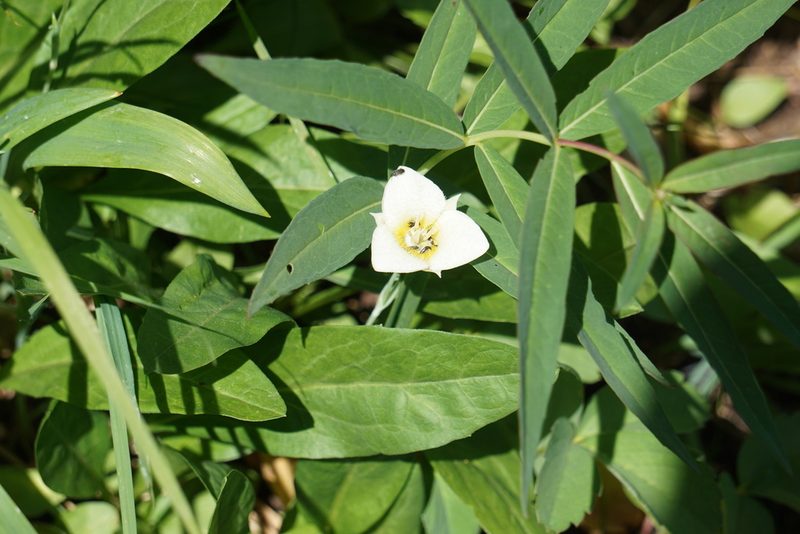 Calochortus apiculatus, photographed by Spencer Quayle