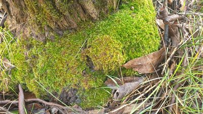 Sematophyllum homomallum, photographed by Andrew Thornhill
