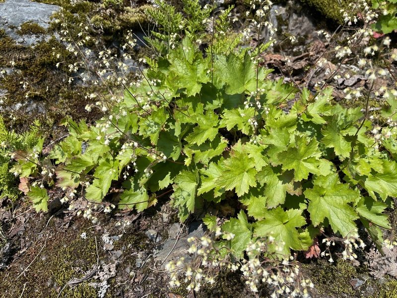 Heuchera glabra, photographed by Roger Rittmaster