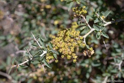 Ceanothus cordulatus, photographed by Tim Messick