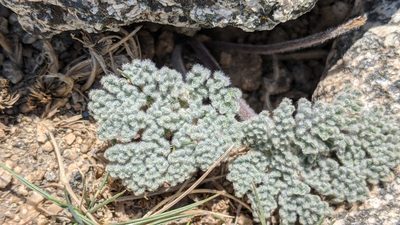 Oreonana vestita, photographed by velodrome