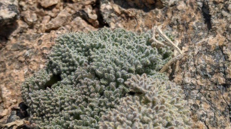 Oreonana vestita, photographed by velodrome