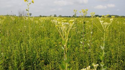 Arnoglossum atriplicifolium, photographed by Ryan Sorrells