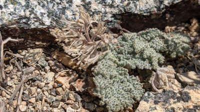 Oreonana vestita, photographed by velodrome