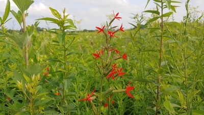 Silene regia, photographed by Ryan Sorrells