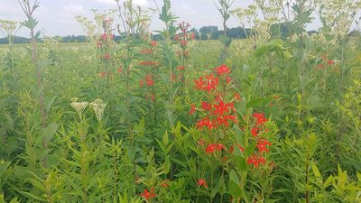 Silene regia, photographed by Ryan Sorrells
