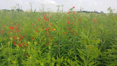 Silene regia, photographed by Ryan Sorrells