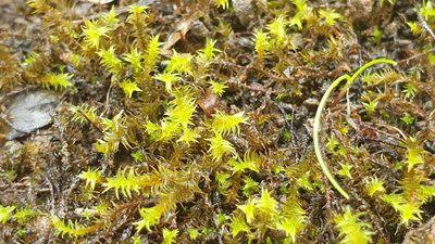 Triquetrella papillata, photographed by Andrew Thornhill