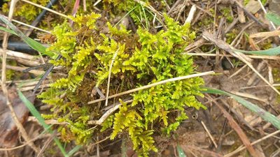Thuidiopsis sparsa, photographed by Andrew Thornhill