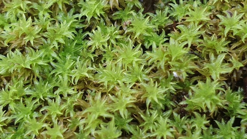 Triquetrella paradoxa, photographed by Andrew Thornhill