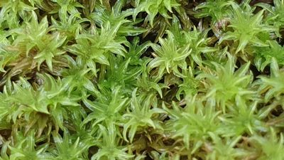 Triquetrella paradoxa, photographed by Andrew Thornhill